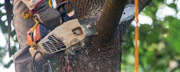 Best Lawn Watering Services  in Sulphur Springs, TX