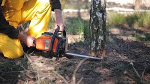 Best Tree Risk Assessment  in Sulphur Springs, TX