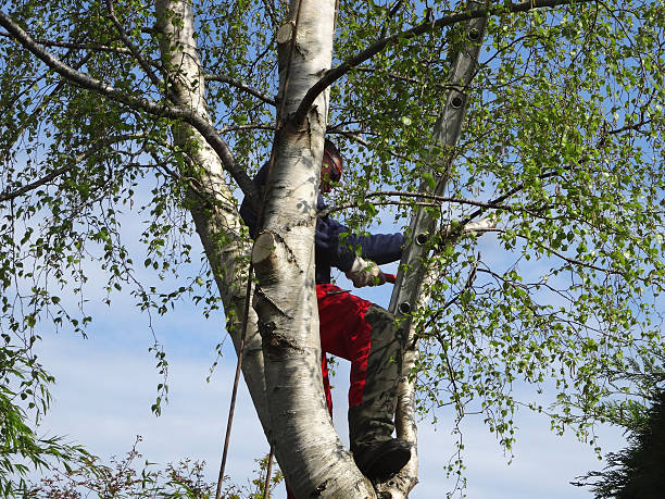 Tree and Shrub Care in Sulphur Springs, TX