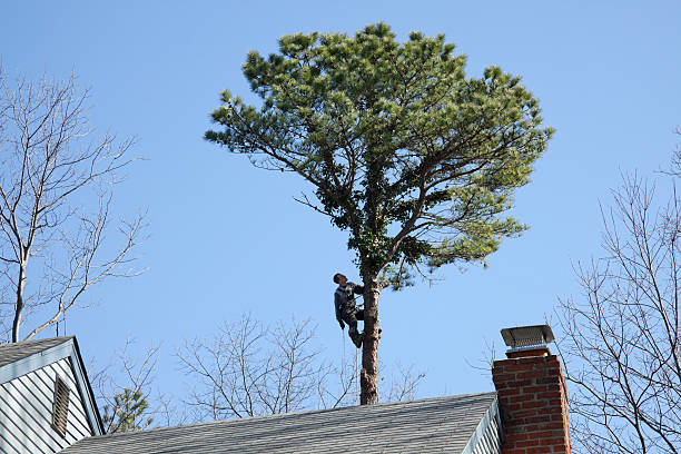 Reliable Sulphur Springs, TX Tree Care Solutions